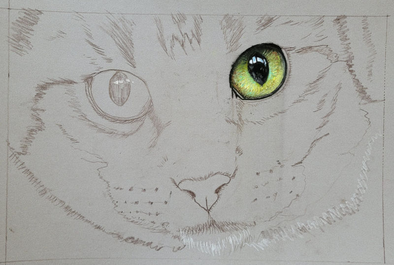 Réalisation en cours d'un oeil de chat en pastel