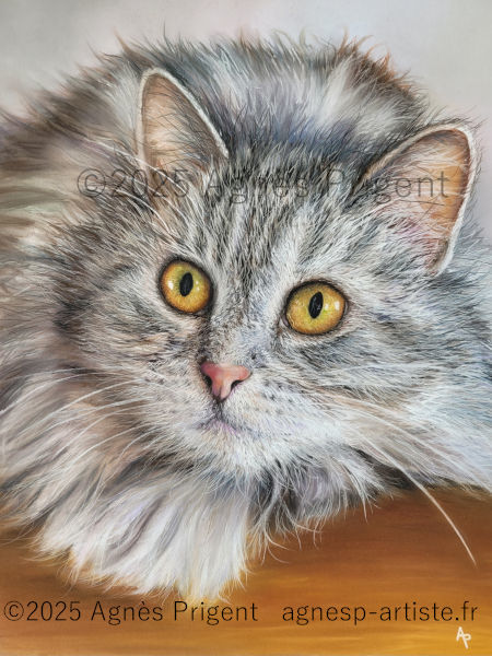 Chat persan en pastel sec de face avec bâtons réalisé en pastel sec avec des crayons et des bâtons pastels par l'artiste peintre Agnès Prigent
