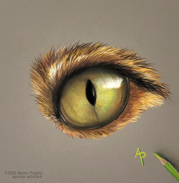 Œil de chat en pastel sec en cours réalisé en pastel sec par Agnès Prigent