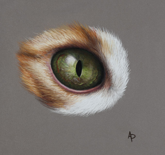 Œil de chat vert avec des poils autour réalisé en pastel sec avec des crayons Faber Castell réalisé en pastel sec par Agnès Prigent