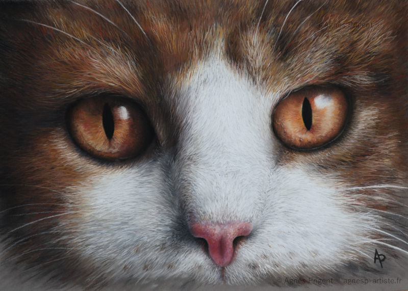 Portrait hyperréaliste de chat aux yeux orange en pastel sec, gros plan du regard par Agnès Prigent