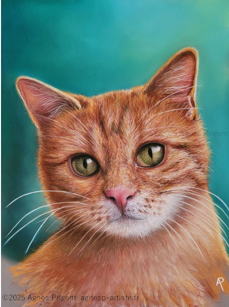 Chat roux portrait en pastel sec Carbotello et Faber Castell réalisé en pastel sec par Agnès Prigent