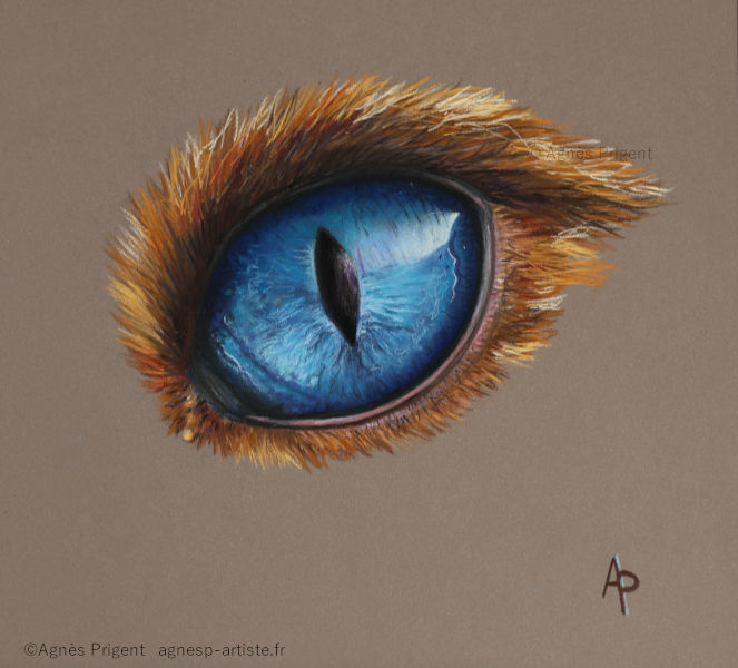 Œil de chat bleu en pastel sec en cours de réalisation réalisé en pastel sec par Agnès Prigent