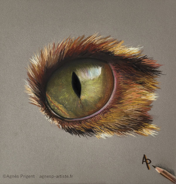 Oeil de chat marron en pastel sec avec signature crayon