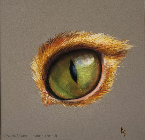 Œil de chat poils doré en pastel sec réalisé en pastel sec par Agnès Prigent
