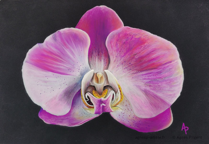 Orchidée rose et violette réalisée en pastel sec avec des crayons Carbothello réalisé en pastel sec par Agnès Prigent