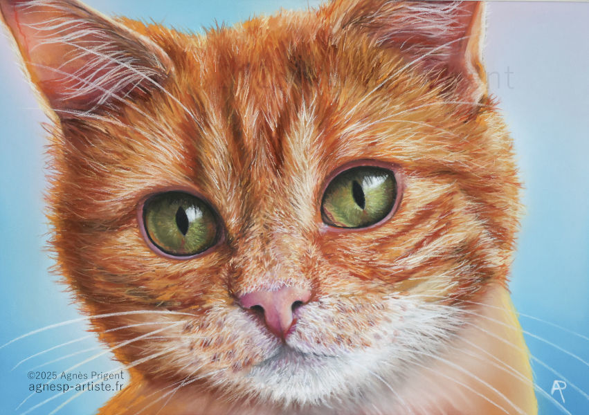 Portrait de chat roux en pastel sec sur réalisé en pastel sec par Agnès Prigent sur fond bleu ciel