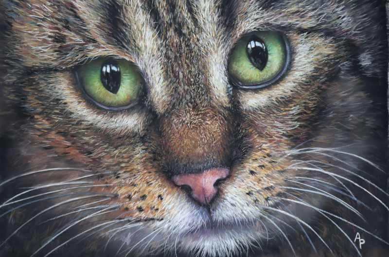 Portrait de chat tigré réalisé en pastel sec avec des yeux verts