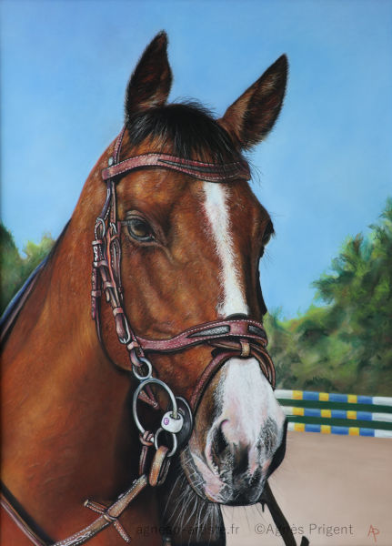 Portrait d'un cheval d'un centre équestre du Beaujolais réalisé en pastel sec (portrait de cheval avec bride, photographié en extérieur sous ciel bleu