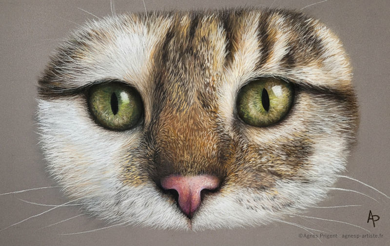 Tête de chat ronde en gros plan avec poils blancs et tigrés peint en pastel sec réalisé en pastel sec par Agnès Prigent