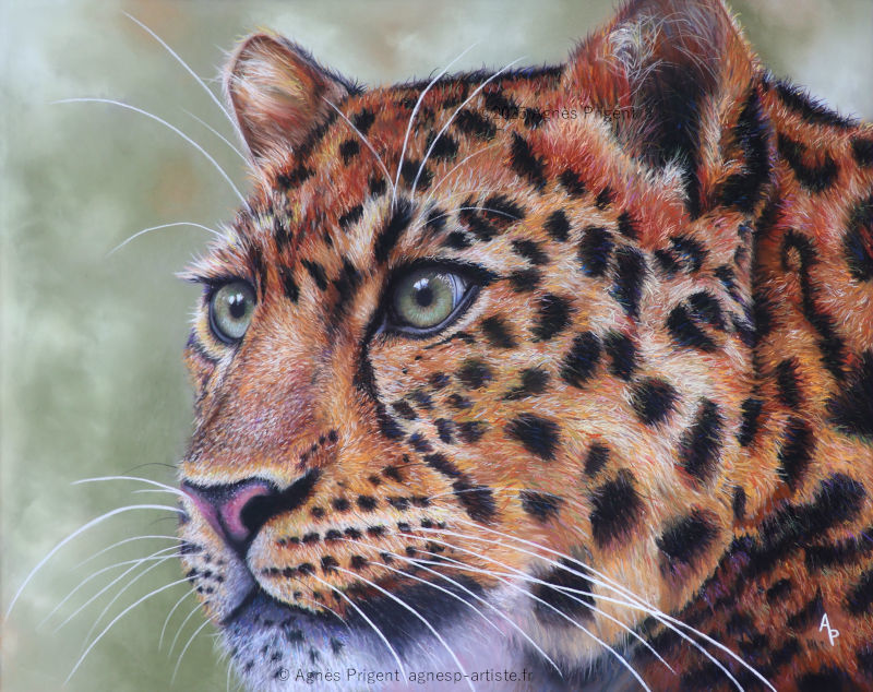 Tête d'un léopard sauvage avec regard intense en pastel sec sur papier Pastelmat réalisé en pastel sec par Agnès Prigent