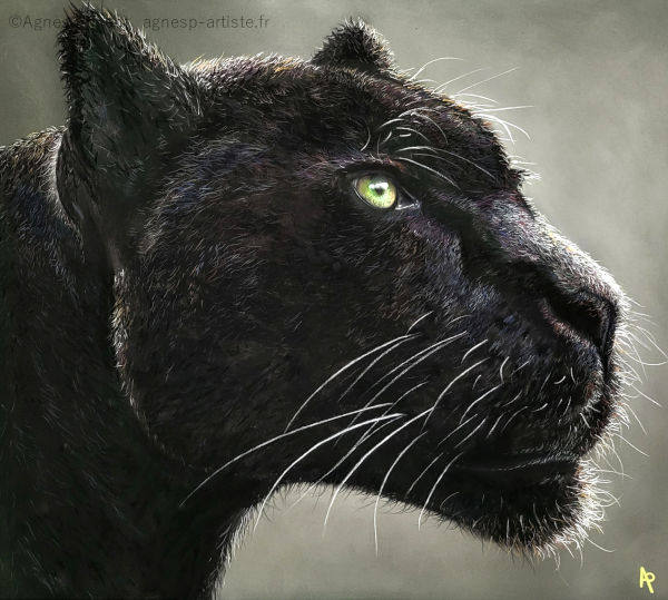 Panthère noire en pastel sec en gros plan sur fond gris