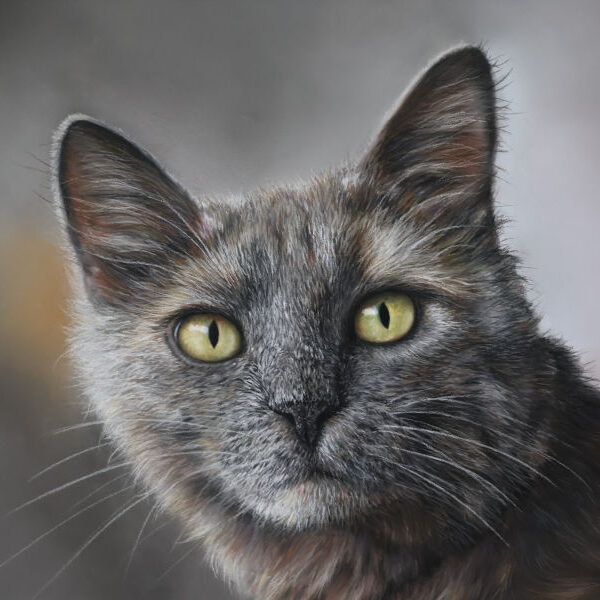 Chat gris en pastel sec réalisé par Agnès Prigent