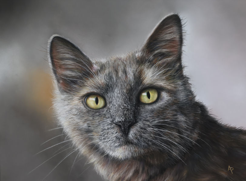 Chat gris en pastel sec réalisé par Agnès Prigent