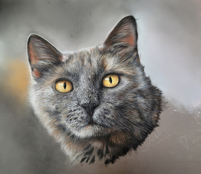 chat en pastel en cours de réalisation Agnès Prigent