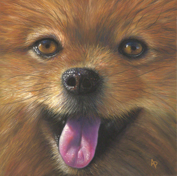 Chien en pastel sec Spitz réalisé en pastel sec avec des crayons et des bâtons pastels par l'artiste peintre Agnès Prigent
