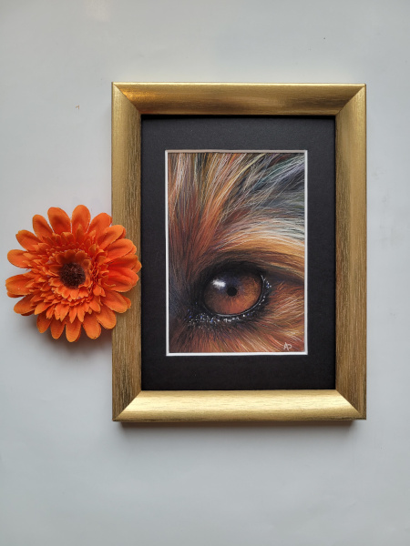 "Œil de yorkshire 1" réalisé en pastel sec par l'artiste peintre Agnès Prigent