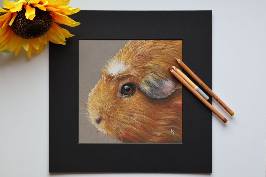 pastel sec d'un cochon d'inde réalisé en pastel sec avec des crayons et des bâtons pastels par l'artiste peintre Agnès Prigent