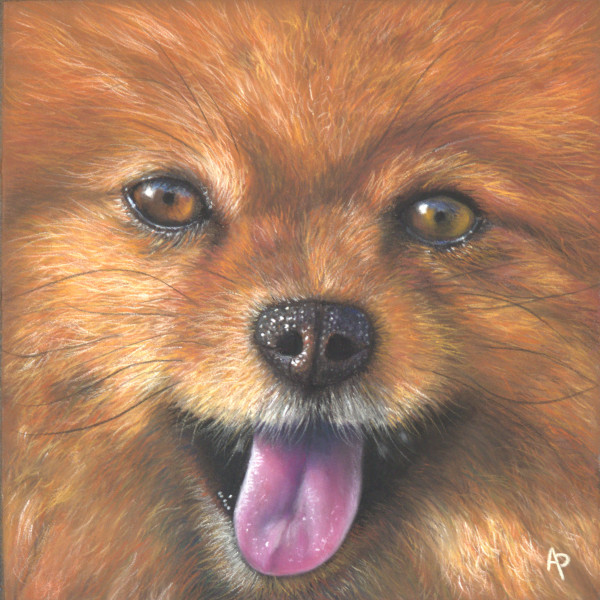 Chien en pastel sec Spitz réalisé en pastel sec par l'artiste peintre Agnès Prigent avec des crayons pastels