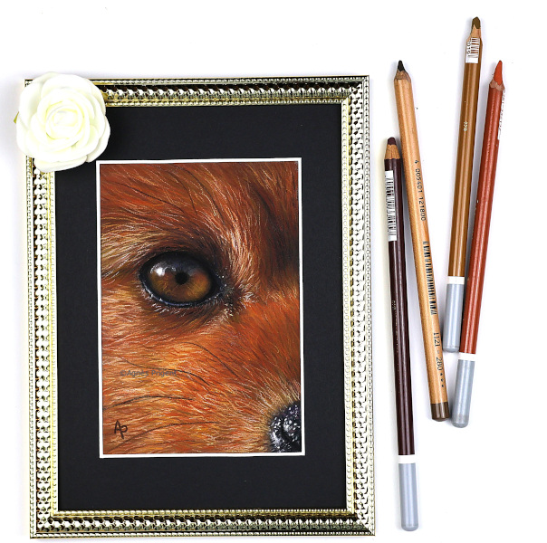Œil de spitz chien réalisé en pastel sec par l'artiste peintre Agnès Prigent