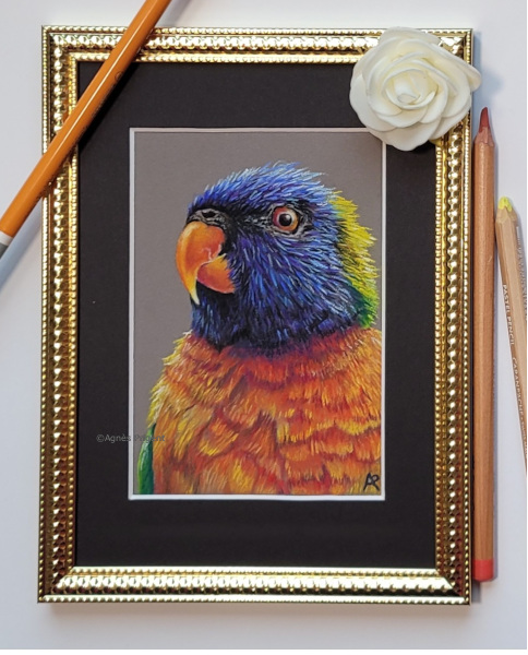 Loriquet oiseau en pastel sec photographié au Parc aux Oiseaux dans les Dombes réalisé en pastel sec par l'artiste peintre Agnès Prigent