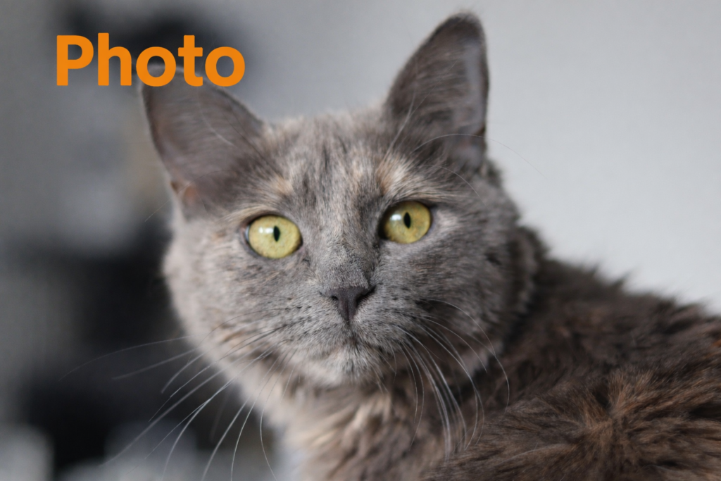 Phot d'un chat gris de face avec des yeux verts réalisé par Agnès Prigent en pastel sec à Villefranche-sur-Saône
