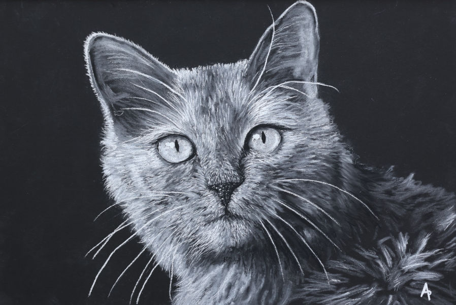 Pastel sec réalisée par l'artiste Agnès Prigent portrait d'un chat en gros plan en crayons pastels blanc sur un fond noir